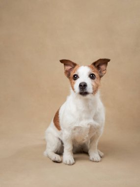 Bej arka planda şirin bir köpek. Komik Jack Russell Terrier. Stüdyoda evcil hayvan