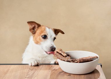 Köpek kaseden şekeri çalıyor. Bej arka planda komik Jack Russell Terrier. Evcil hayvan. 