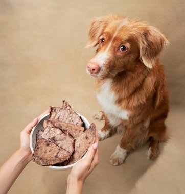 Kase 'den ikram getiren köpek. Komik bir Nova Scotia ördeği bej arka planda av köpeği çalıyor. Evcil hayvan. 