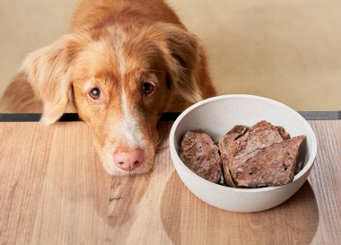 Kase 'den ikram getiren köpek. Komik bir Nova Scotia ördeği bej arka planda av köpeği çalıyor. Evcil hayvan. 