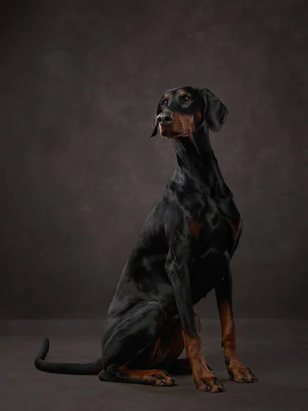 Doberman Negro Sobre Fondo Lona Marrón Hermoso Retrato Mascotas Estudio — Foto de Stock