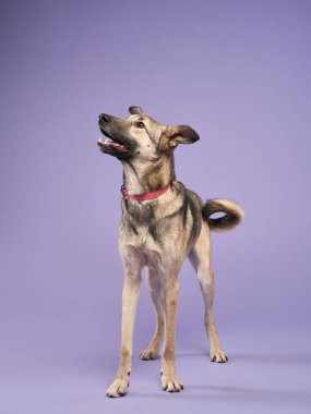 Köpek leylak arka planda duruyor. Türlerin karışımı. Mutlu Pet stüdyoda