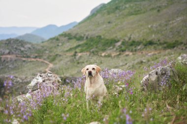 Dağların arka planında, yabani çiçeklerin arasında bir köpek. Doğada Fawn Labrador Retriever