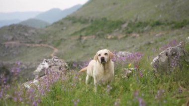 Dağların arka planında, yabani çiçeklerin arasında bir köpek. Fawn Labrador Retriever duruyor ve kuyruğunu sallıyor.