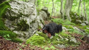 Siyah köpek ormandaki yosunlu bir taşın üzerinde yatıyor, yeşillik. Gordon yaz aylarında dışarı çıkar. Evcil bir hayvanla yürüyorum