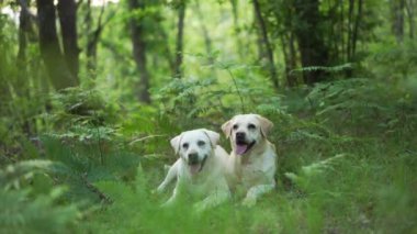 Yeşil ormanda iki köpek. Mutlu Labrador Retriever doğası. Evcil hayvan.