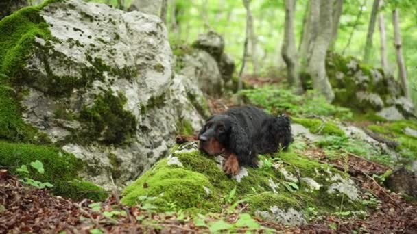 Perro Negro Encuentra Una Piedra Musgosa Bosque Vegetación Gordon Setter — Vídeo de stock