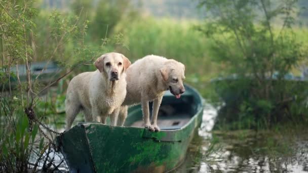 Två Hundar Båten Fawn Labrador Retriever Naturen Vid Sjön — Stockvideo