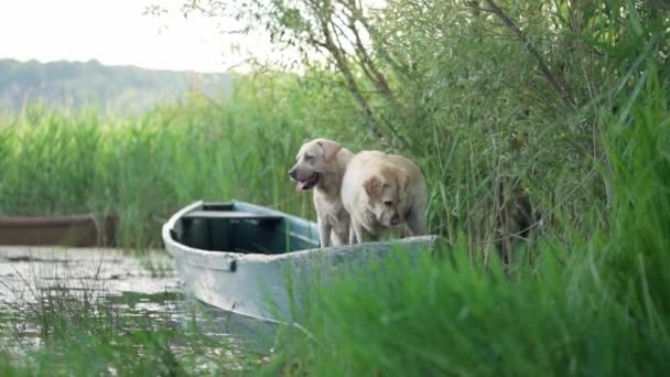 Два Собаки Човні Fawn Labrador Ретривер Природі Озері — стокове відео