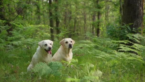 Две Собаки Зеленом Лесу Счастливый Лабрадор Ретривер Природе Животное Прогулке — стоковое видео