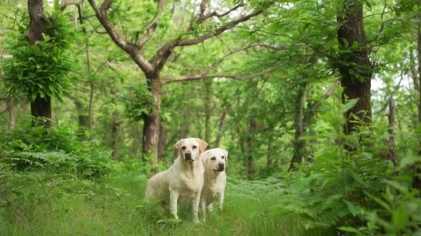 緑の森にいる2匹の犬 ハッピー ラブラドール リトリーバー 散歩するペット — ストック動画