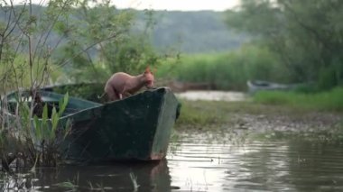 Köpek teknede. Küçük bir hayvan macerası. Amerikan Kılsız Teriyeri doğada gölde seyahat eder.