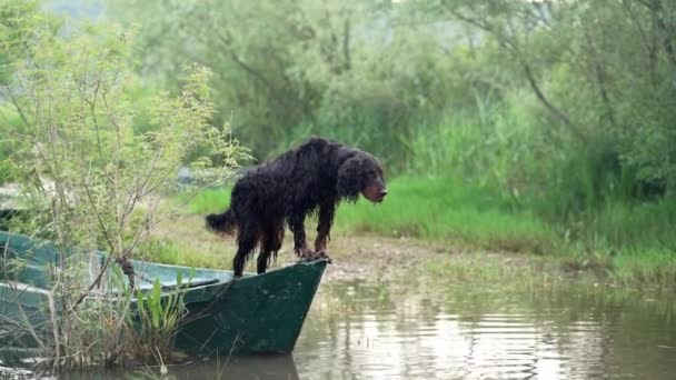 Cão Preto Barco Pequena Aventura Estimação Gordon Setter Natureza — Vídeo de Stock