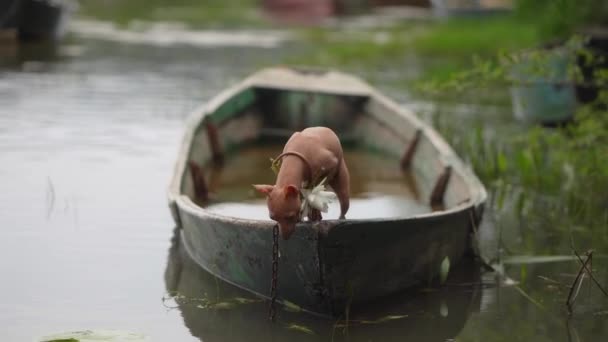 Cane Sulla Barca Una Piccola Avventura Animali American Hairless Terrier — Video Stock