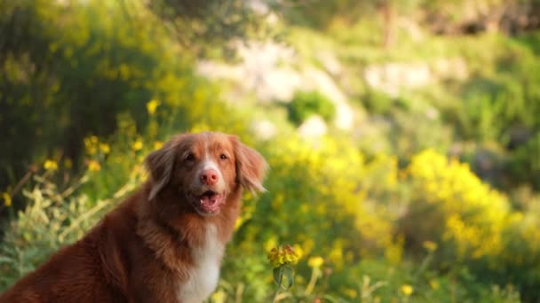Röd Hund Parken Söt Nova Scotia Anka Vägtullar Retriever Vandring — Stockvideo