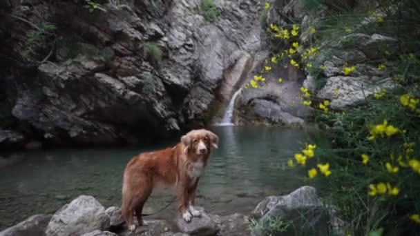 Hund Vid Vattenfallet Nova Scotia Duck Tolling Retriever Naturen Ett — Stockvideo