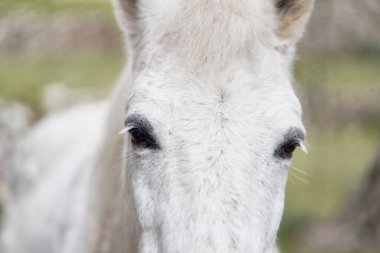 Bahçedeki beyaz at. Doğadaki komik hayvanlar.