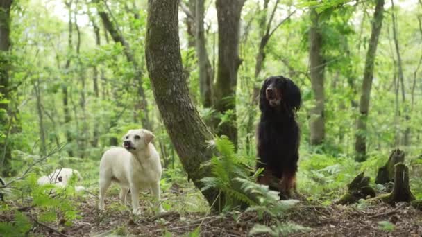 森林里有两只狗 绿树成荫戈登 萨特和拉布拉多人夏天都会在户外搜寻 和宠物一起散步 — 图库视频影像