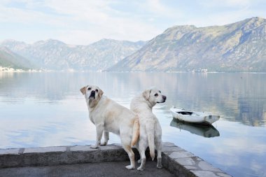 Dağların ve denizin arka planında iki köpek. Labrador Retriever deniz kenarında. Doğada evcil hayvan.