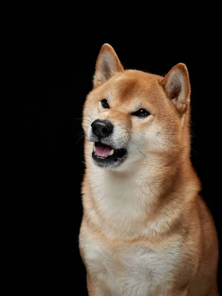 Rolig Hund Snarkar Svart Bakgrund Shiba Inu Värd Ett Munstycke — Stockfoto