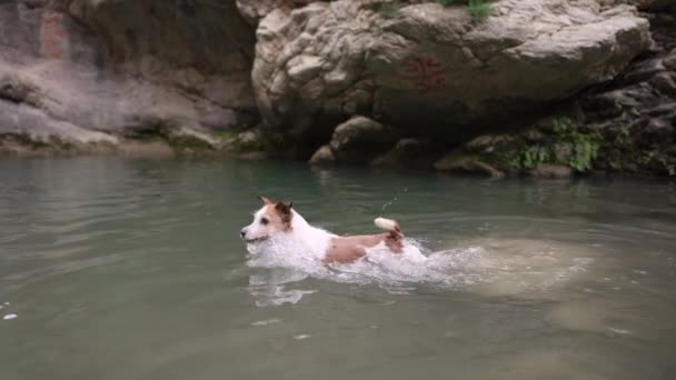 Cão Salta Para Água Ativo Jack Russell Terrier Lago Animal — Vídeo de Stock