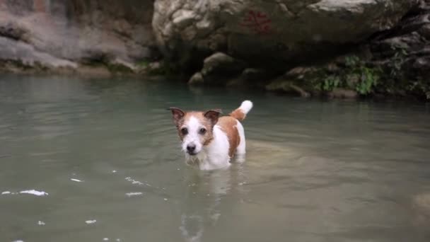 Perro Salta Agua Jack Russell Terrier Activo Lago Mascota Feliz — Vídeo de stock