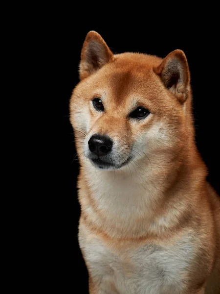 Röd Hund Svart Bakgrund Vackra Shiba Inu Studion — Stockfoto