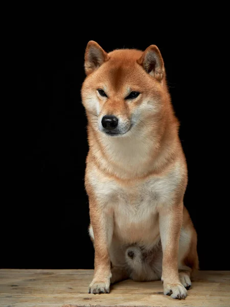 Anjing Merah Dengan Latar Belakang Hitam Shiba Inu Yang Cantik — Stok Foto