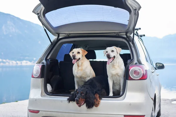 Three dogs in the trunk. Two Labrador Retrievers and a Gordon Setter. Traveling with a pet, travel. drive. Happy pet in trip