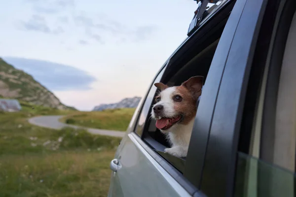 Cane Macchina Divertente Jack Russell Terrier Sullo Sfondo Delle Montagne — Foto Stock