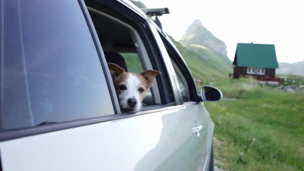 Hund Auto Lustiger Jack Russell Terrier Vor Dem Hintergrund Der — Stockvideo