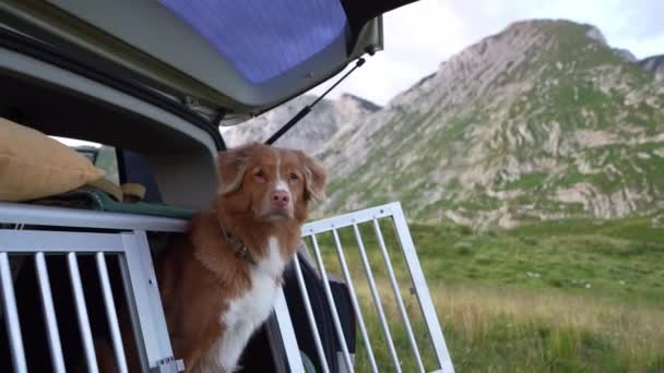 檻の中の車に乗った犬 車でペットと一緒に旅行する ノヴァ スコティア アヒル ダイバー ロード アドベンチャー — ストック動画