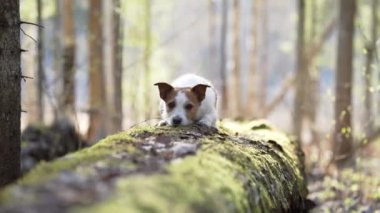 Ormandaki köpek. Komik Jack Russell Terrier, doğada evcil bir hayvanla yürüyor. 
