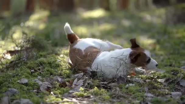 Perro Bosque Divertido Jack Russell Terrier Caminando Con Mascotas Naturaleza — Vídeo de stock