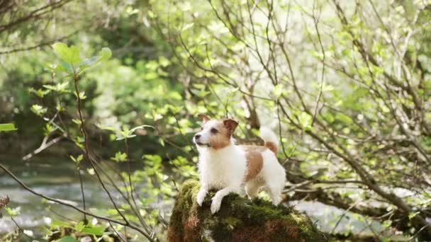 狗躺在石头上 在绿树成荫的背景下摇尾巴 有趣的杰克 鲁塞尔犬 — 图库视频影像