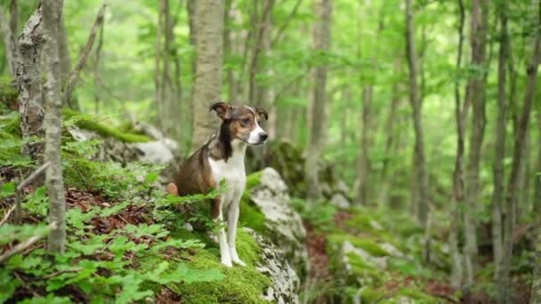 Hund Grünen Wald Tricolor Mischung Von Rassen Haustier Der Natur — Stockvideo