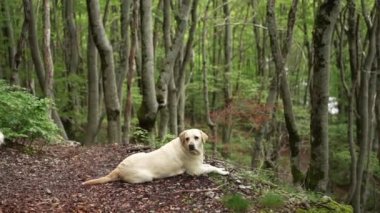 Yeşil ormandaki köpek. Mutlu Labrador Retriever doğası. Evcil hayvan.