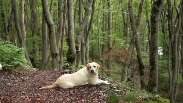 Hund Den Gröna Skogen Glad Labrador Retriever Naturen Sällskapsdjur Promenad — Stockvideo