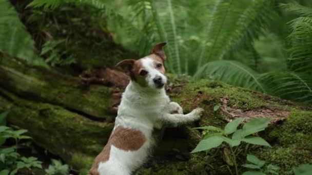 森の中の犬 おかしいジャックラッセルテリアは 自然の中でペットと一緒に歩いてフェルンの後ろから探しています — ストック動画