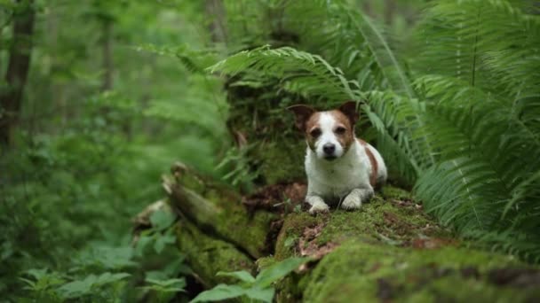 Perro Bosque Divertido Jack Russell Terrier Asomándose Por Detrás Helecho — Vídeos de Stock