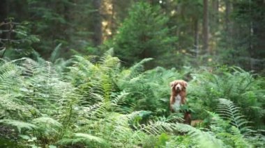 Ormandaki köpek. Nova Scotia ördek çanları çalıyor eğrelti otunun arkasından dışarı bakıyor, doğada evcil hayvanla yürüyor. 