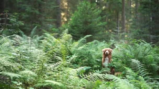 Собака Лісі Нова Шотландія Качка Надувний Ретривер Визирає Папороті Гуляючи — стокове відео