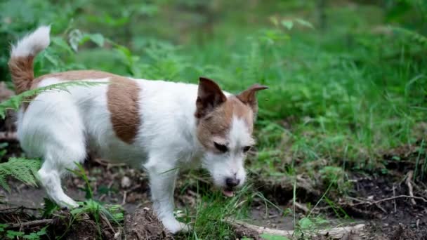 狗吃草 有趣的杰克 鲁塞尔 大自然中的小狗 户外的 — 图库视频影像