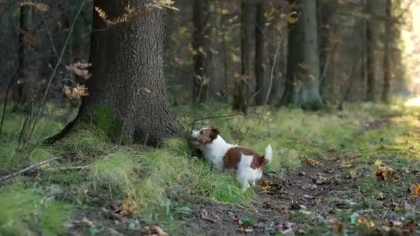 Perro Pone Sus Patas Árbol Divertido Jack Russell Terrier Bosque — Vídeos de Stock
