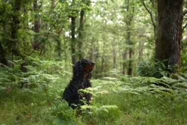 Ormandaki kara köpek, yeşillik. Gordon yaz aylarında dışarı çıkar. Evcil bir hayvanla yürüyorum