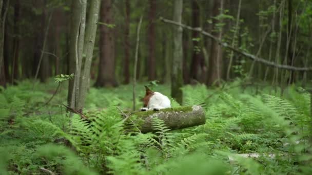 Pies Lesie Zabawny Jack Russell Terrier Podglądający Zza Paproci Spacerujący — Wideo stockowe