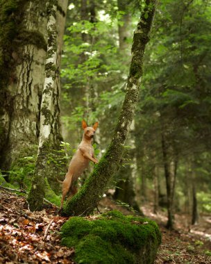 Kılsız köpek yeşil ormandaki bir ağaca pençelerini koydu. Amerikan Kılsız Teriyeri, doğada.. 