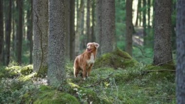 Köpek ağaçların arasında ormanda duruyor. Doğadaki Nova Scotia ördek avcıları. Hayvan gezisi 