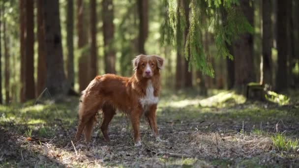 那只狗站在树间的森林里 新斯科舍省的鸭收费回收在自然界中 宠物旅行 — 图库视频影像