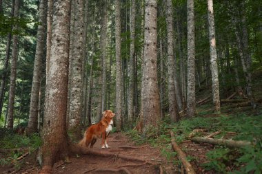 Köpek ağaçların arasında ormanda duruyor. Doğadaki Nova Scotia ördek avcıları. Hayvan gezisi 